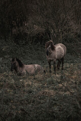 Konik horse breed living in herd pony Netherlands © PIC by Femke