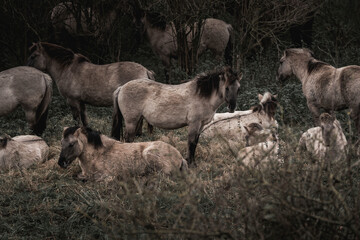 Konik horse breed living in herd pony Netherlands © PIC by Femke