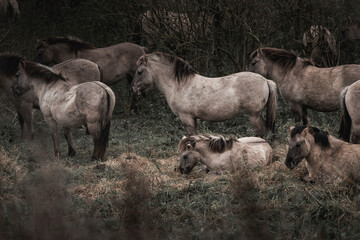Konik horse breed living in herd pony Netherlands © PIC by Femke