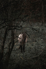 Konik horse breed living in herd pony Netherlands © PIC by Femke