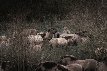 Konik horse breed living in herd pony Netherlands © PIC by Femke