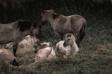 Konik horse breed living in herd pony Netherlands
