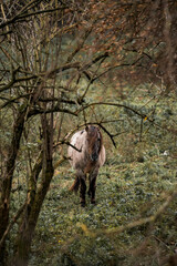Konik horse breed living in herd pony Netherlands © PIC by Femke
