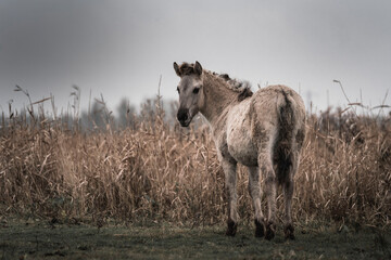 Konik horse breed living in herd pony Netherlands © PIC by Femke