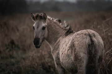 Konik horse breed living in herd pony Netherlands