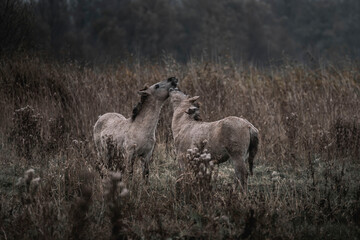 Konik horse breed living in herd pony Netherlands © PIC by Femke