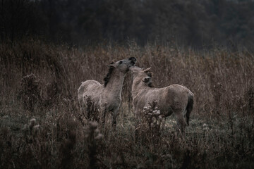 Konik horse breed living in herd pony Netherlands © PIC by Femke