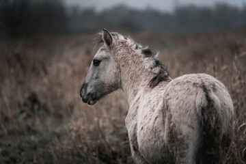 Konik horse breed living in herd pony Netherlands © PIC by Femke