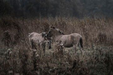 Konik horse breed living in herd pony Netherlands © PIC by Femke