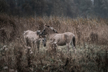 Konik horse breed living in herd pony Netherlands © PIC by Femke
