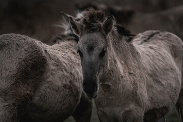 Konik horse breed living in herd pony Netherlands