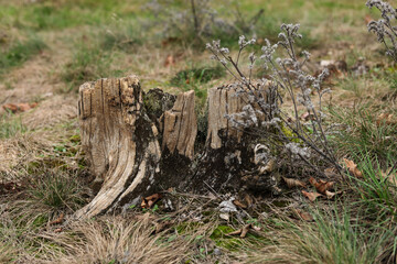 Old tree stump in the grass, close-up, selective focus