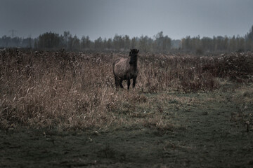 Konik horse breed living in herd pony Netherlands © PIC by Femke