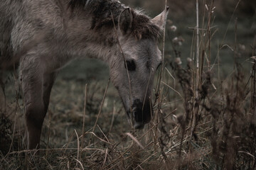 Konik horse breed living in herd pony Netherlands © PIC by Femke