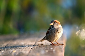 house sparrow in autumn colors or spring 