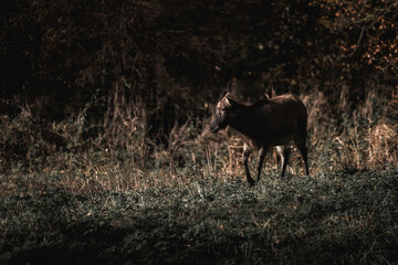 deer in nature wildlife netherlands