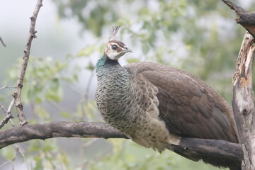 This stunning photograph captures a peafowl peacock in full display, showcasing its vibrant, iridescent plumage. With its vivid blue neck, striking eyespots, and elegant fan of feathers, the peacock 