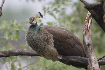 This stunning photograph captures a peafowl peacock in full display, showcasing its vibrant,...