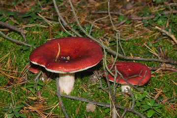 grzyb wśród runa leśnego  © Krzysztof