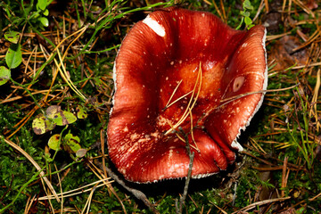 grzyb wśród runa leśnego  © Krzysztof