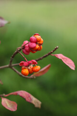 Fototapeta premium Berries of a hawthorn bush (Euonymus europaeus) 