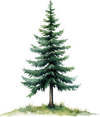 Fototapeta premium Green pine tree with wide branches, nature landscape 