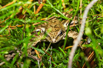 Żaba w poszyciu leśnym