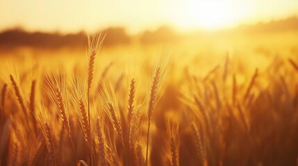 Naklejka premium Golden Wheat Field at Sunrise