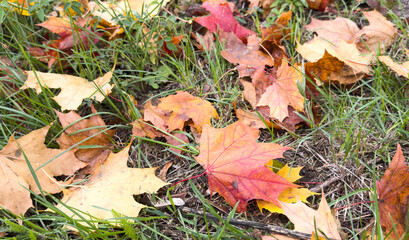 Close-up of a yellow maple leaf in the bright rays of the autumn sun