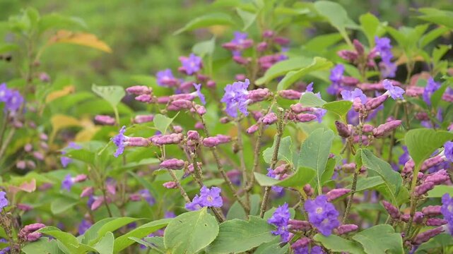Karvi plant with bloomed flowers on it. Selective focus.
