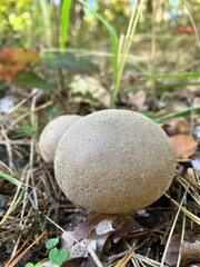 mushroom in the grass