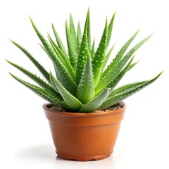 aloe vera plant isolated on white