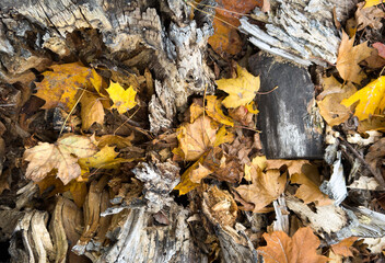 Brown and yellow autumn leaves lie on the ground in a thick carpet. Top view