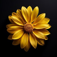 yellow flower on black background