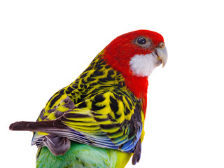  portrait parrot Rosella parrot isolated on white background