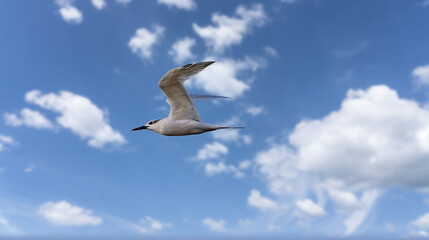 seagull in flight