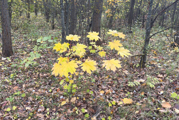 Pathway through the autumn park