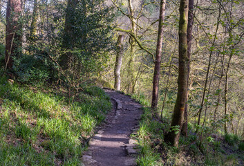 Woodland walk with beautiful trees 
