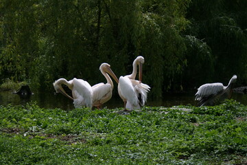 pelicans