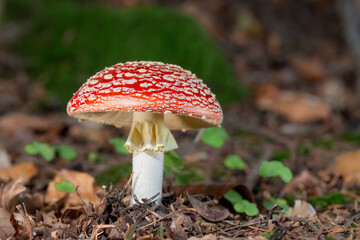 Muchomor czerwony © Michal Przystas