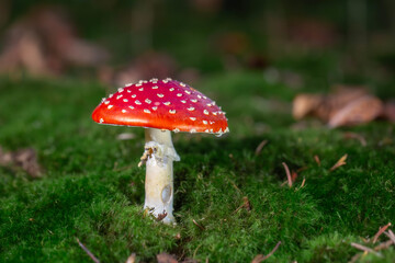 Muchomor czerwony © Michal Przystas