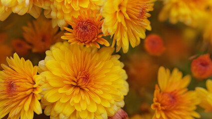 Nature background of orange-yellow chrysanthemums on a blurred background of autumn flowers