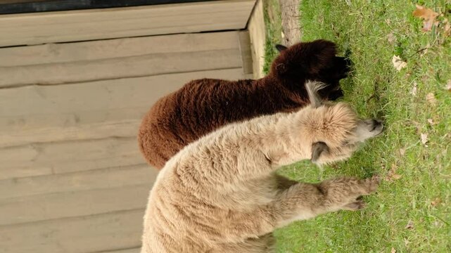 Two alpacas grazing on green grass in a zoo setting. This image highlights the natural feeding behavior of alpacas and the importance of providing suitable habitats for these gentle animals.