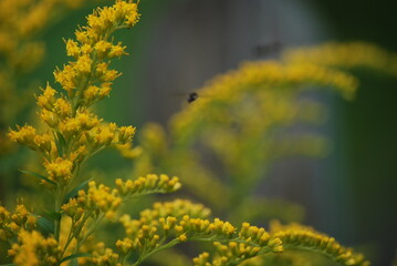 Canadian goldenrod lat. Solidago canadensis. Perennial herbaceous plant belongs to the genus Goldenrod of the Asteraceae family. It has long branches with small yellow flowers growing nearby.