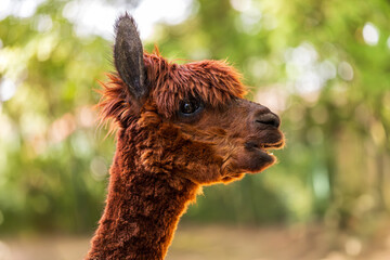 Portrait of young brown Alpaca