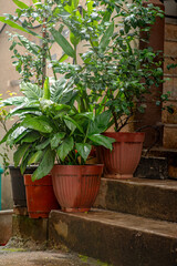 Spathiphyllum Peace Lilly planted into pot and kept on door step of home.