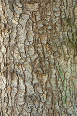 Bark of a tree light brown vertical texture background.