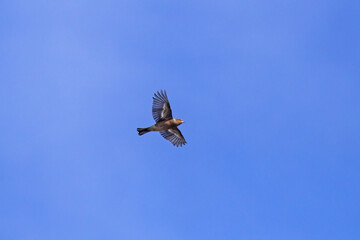 A finch flies across the blue sky. Eurasian chaffinch or common chaffinch (Fringilla coelebs), male.