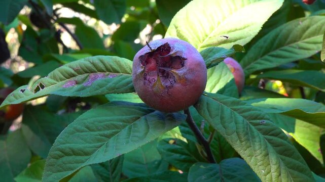The medlar or common medlar - Mespilus germanica, brown edible sweet fruit with seeds on the background of green leaves in the garden