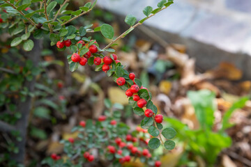 Cotoneaster bush with red berries and green leaves.